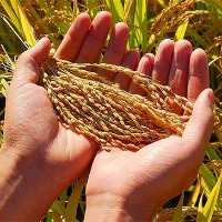 中國計(jì)劃減少華北及東北地區(qū)的玉米播種面積 同時提高大豆面積